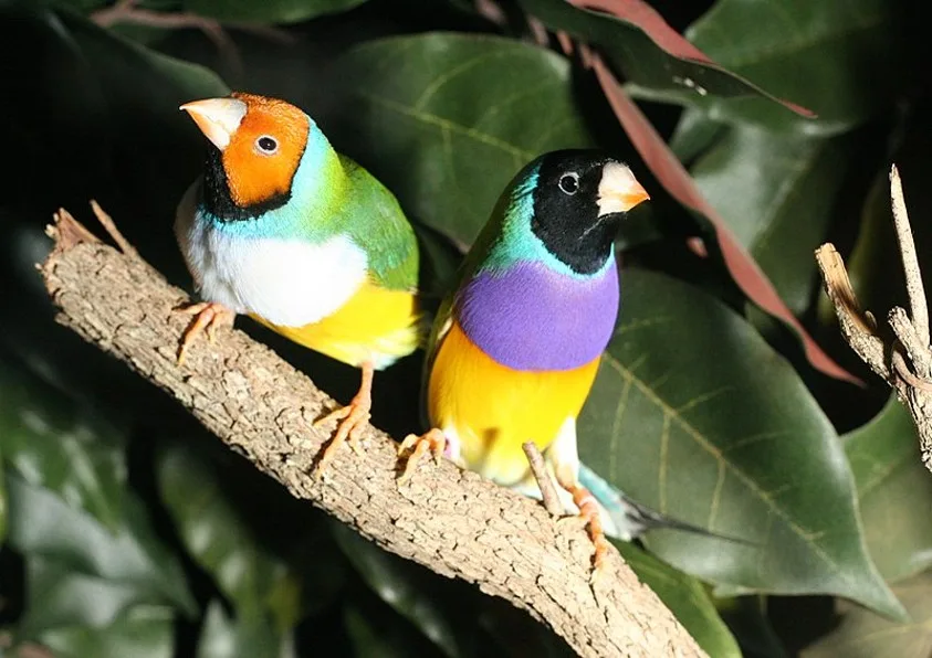 Gouldian Finch 